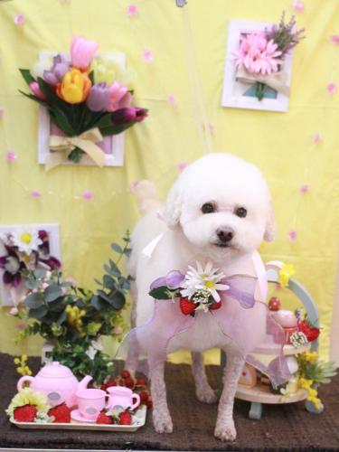 20230325MAPLEちゃん